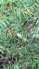 Oligotrophus juniperinus