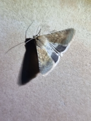 Helicoverpa punctigera