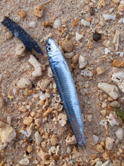 Sardinella
