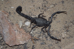 Hottentotta zagrosensis