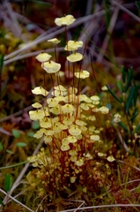 Splachnum luteum
