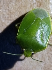 Glaucias amyoti