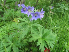 Geranium erianthum