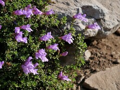 Penstemon davidsonii