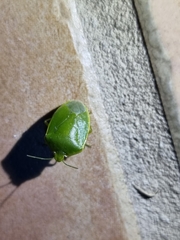 Glaucias amyoti