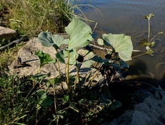 Petasites radiatus