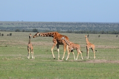 Giraffa camelopardalis