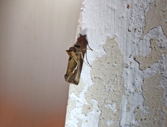 Macdunnoughia confusa
