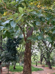 Pterocarpus santalinus