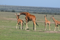 Giraffa camelopardalis