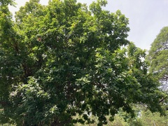 Terminalia bellirica