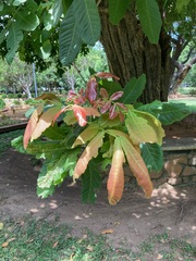 Terminalia bellirica