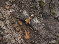 Eupithecia rubridorsata