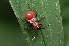 Dindymus sanguineus