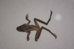 Rana pseudodalmatina