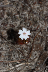 Drosera bicolor