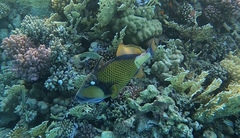 Balistoides viridescens