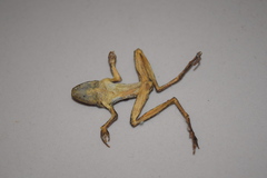 Rana pseudodalmatina