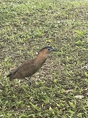 Gorsachius melanolophus