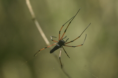 Nephila kuhli