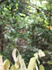 Macracantha hasselti