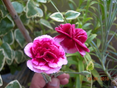 Dianthus caryophyllus