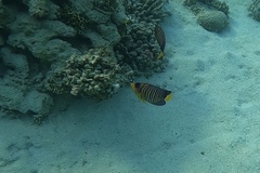 Pygoplites diacanthus