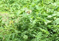 Appias lyncida vasava