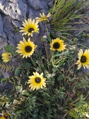 Arctotheca calendula