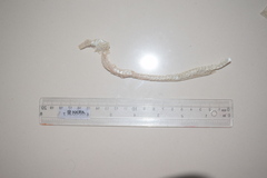 Psammophis schokari