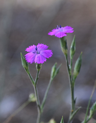 Dianthus diffusus