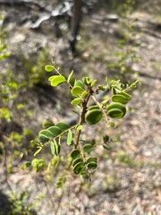 Phyllanthus dallachyanus