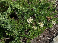 Penstemon confertus
