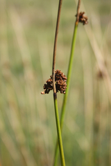 Juncus effusus