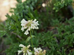 Penstemon confertus