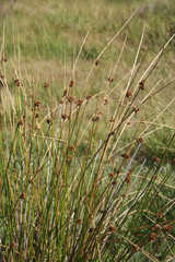 Juncus effusus
