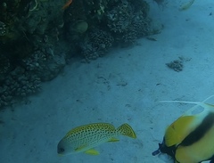 Plectorhinchus gaterinus