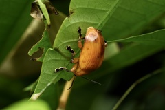 Podontia lutea