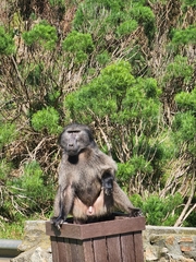 Papio ursinus ursinus