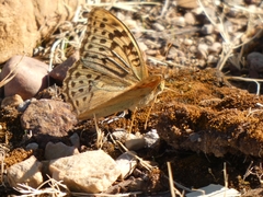 Argynnis pandora