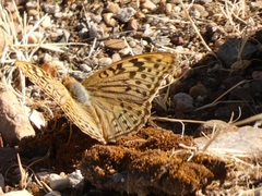 Argynnis pandora