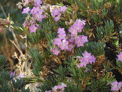 Dianthus fruticosus