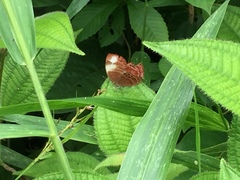 Abisara saturata kausambioides