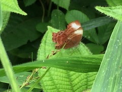 Abisara saturata kausambioides