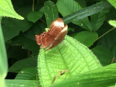 Abisara saturata kausambioides
