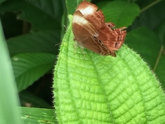 Abisara saturata kausambioides