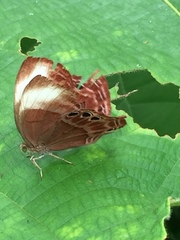 Abisara saturata kausambioides