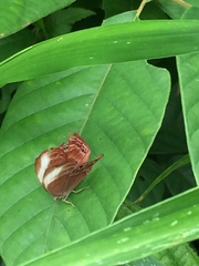 Abisara saturata kausambioides