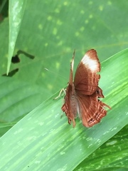 Abisara saturata kausambioides