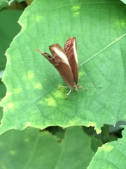 Abisara saturata kausambioides